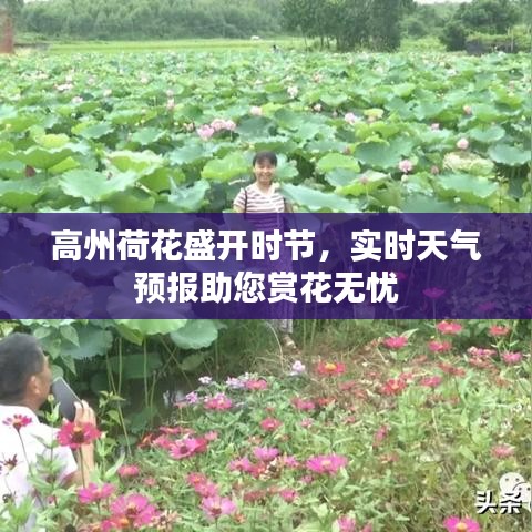 高州荷花盛开时节，实时天气预报助您赏花无忧