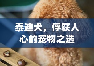 泰迪犬，俘获人心的宠物之选