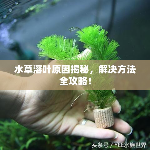 水草溶叶原因揭秘，解决方法全攻略！