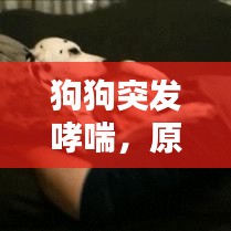 狗狗突发哮喘，原因、症状及应对之策