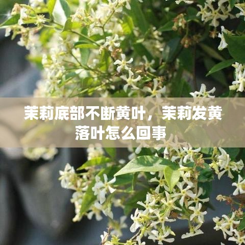 茉莉底部不断黄叶，茉莉发黄落叶怎么回事 