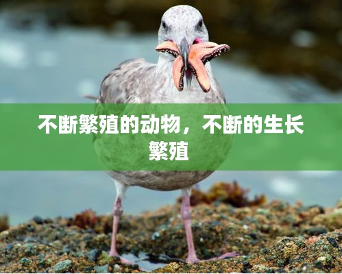 不断繁殖的动物，不断的生长繁殖 