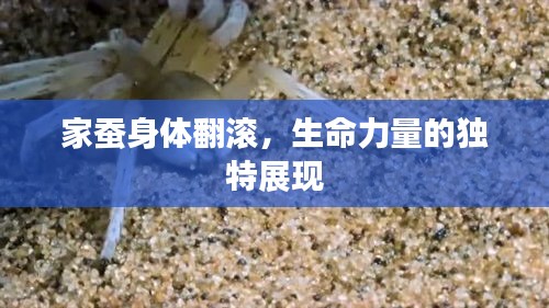 家蚕身体翻滚，生命力量的独特展现