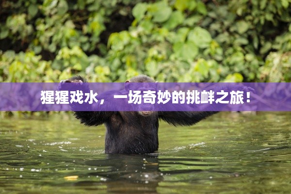 猩猩戏水，一场奇妙的挑衅之旅！