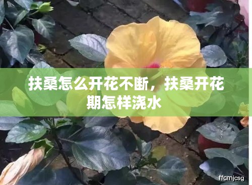 扶桑怎么开花不断，扶桑开花期怎样浇水 