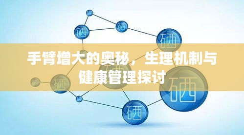 手臂增大的奥秘，生理机制与健康管理探讨