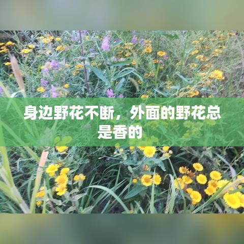 身边野花不断，外面的野花总是香的 