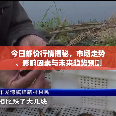 今日虾价行情揭秘，市场走势、影响因素与未来趋势预测