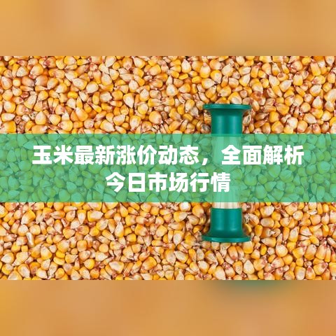 玉米最新涨价动态，全面解析今日市场行情