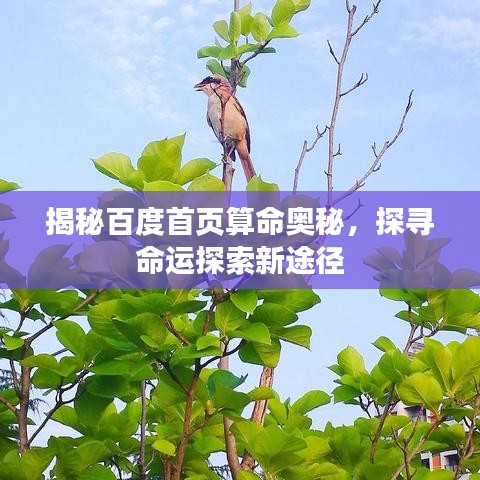 揭秘百度首页算命奥秘，探寻命运探索新途径