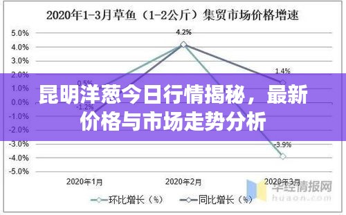 昆明洋葱今日行情揭秘，最新价格与市场走势分析