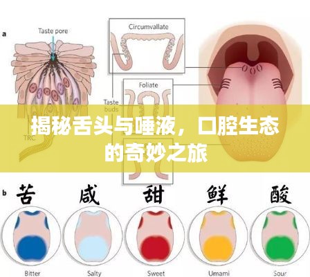 揭秘舌头与唾液，口腔生态的奇妙之旅