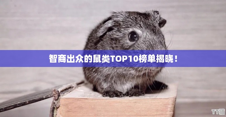 智商出众的鼠类TOP10榜单揭晓！