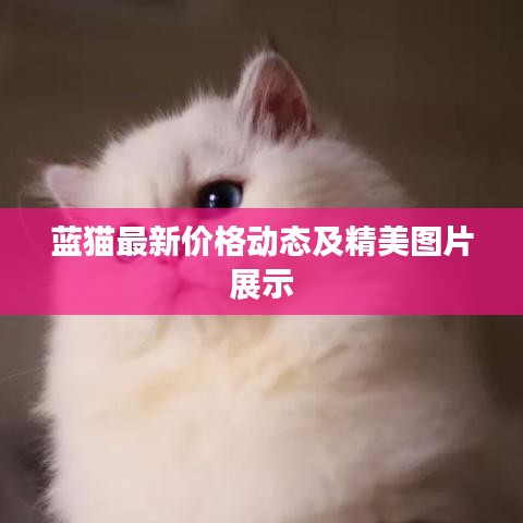 蓝猫最新价格动态及精美图片展示