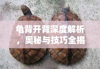 龟背开背深度解析，奥秘与技巧全揭秘