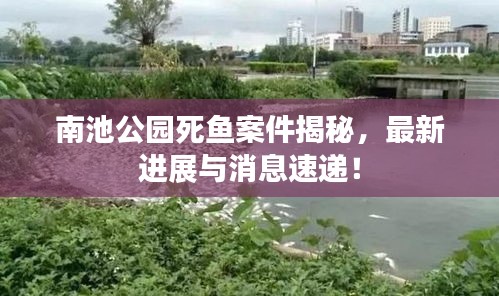 南池公园死鱼案件揭秘，最新进展与消息速递！