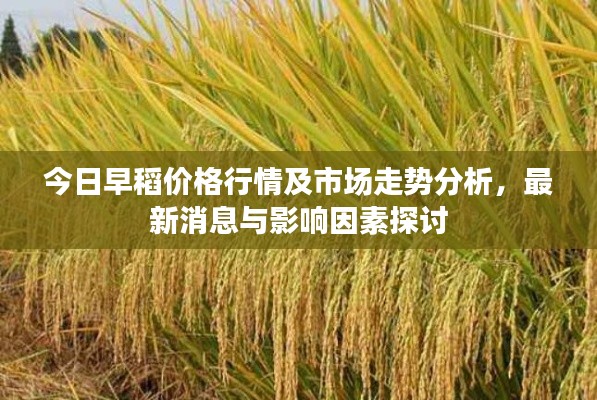 今日早稻价格行情及市场走势分析，最新消息与影响因素探讨