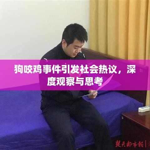 狗咬鸡事件引发社会热议，深度观察与思考