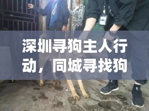 深圳寻狗主人行动，同城寻找狗狗主人最新进展报道