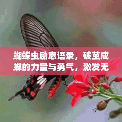 蝴蝶虫励志语录，破茧成蝶的力量与勇气，激发无限潜能！