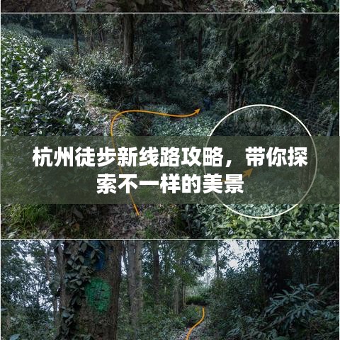 淡泊以明志，宁静以致远